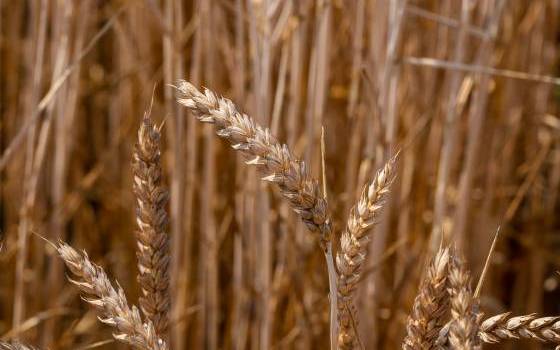 CGS ha iscritto una nuova varietà di frumento tenero: Kalipè